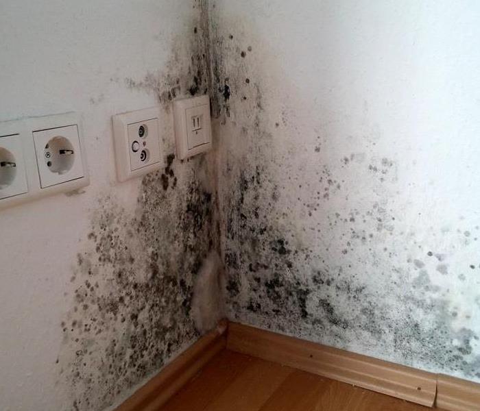Mold infestation on wall.