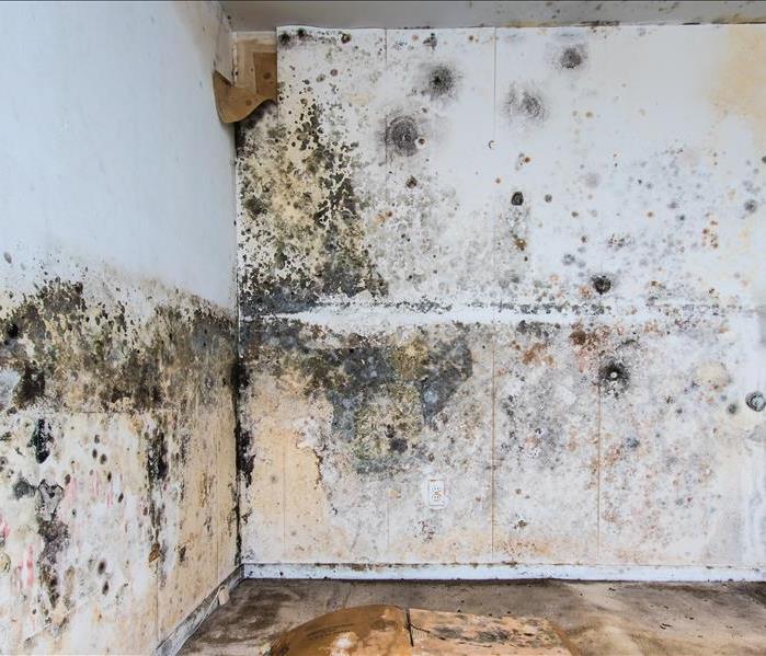 Mold growing on a wall.
