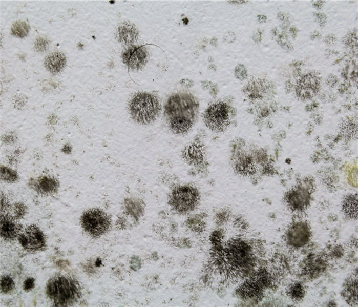 Mold growth on a wall in Forest City, NC